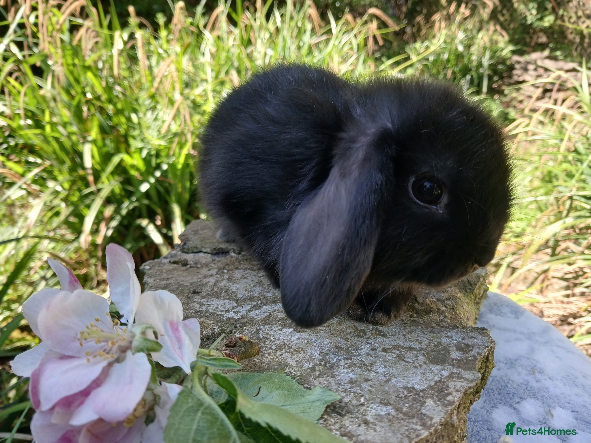 Mini Lion Lop rabbits Stunning pure bred mini lop baby rabbits - Advert 16