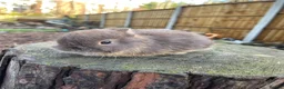 Netherland Dwarf rabbits for sale: Purebred Netherland dwarf - Advert 7