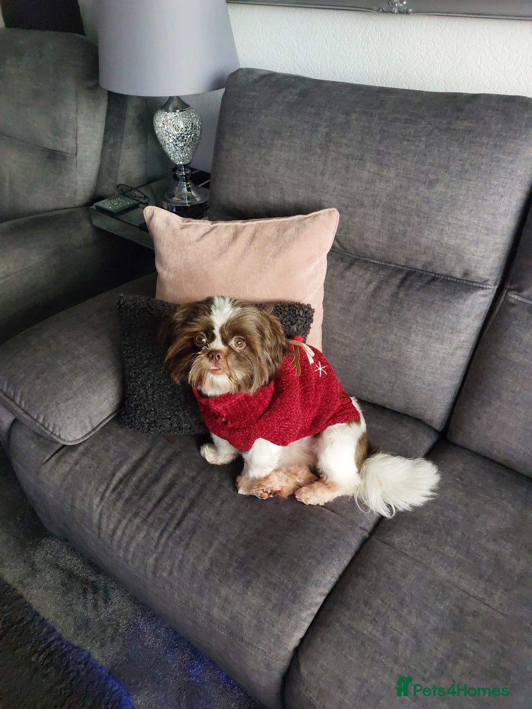 Shih Tzu dogs for sale: 1 and half shihtzu  - Advert 1