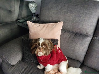 Shih Tzu dogs for sale: 1 and half shihtzu - Advert 1