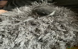 Mixed Breed cats for sale: Looking for loving home for  **   - Image 4