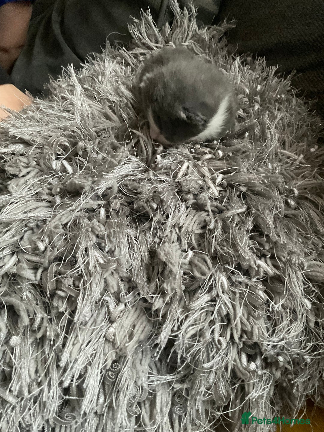 Mixed Breed cats for sale: Looking for loving home for  **   - Image 4