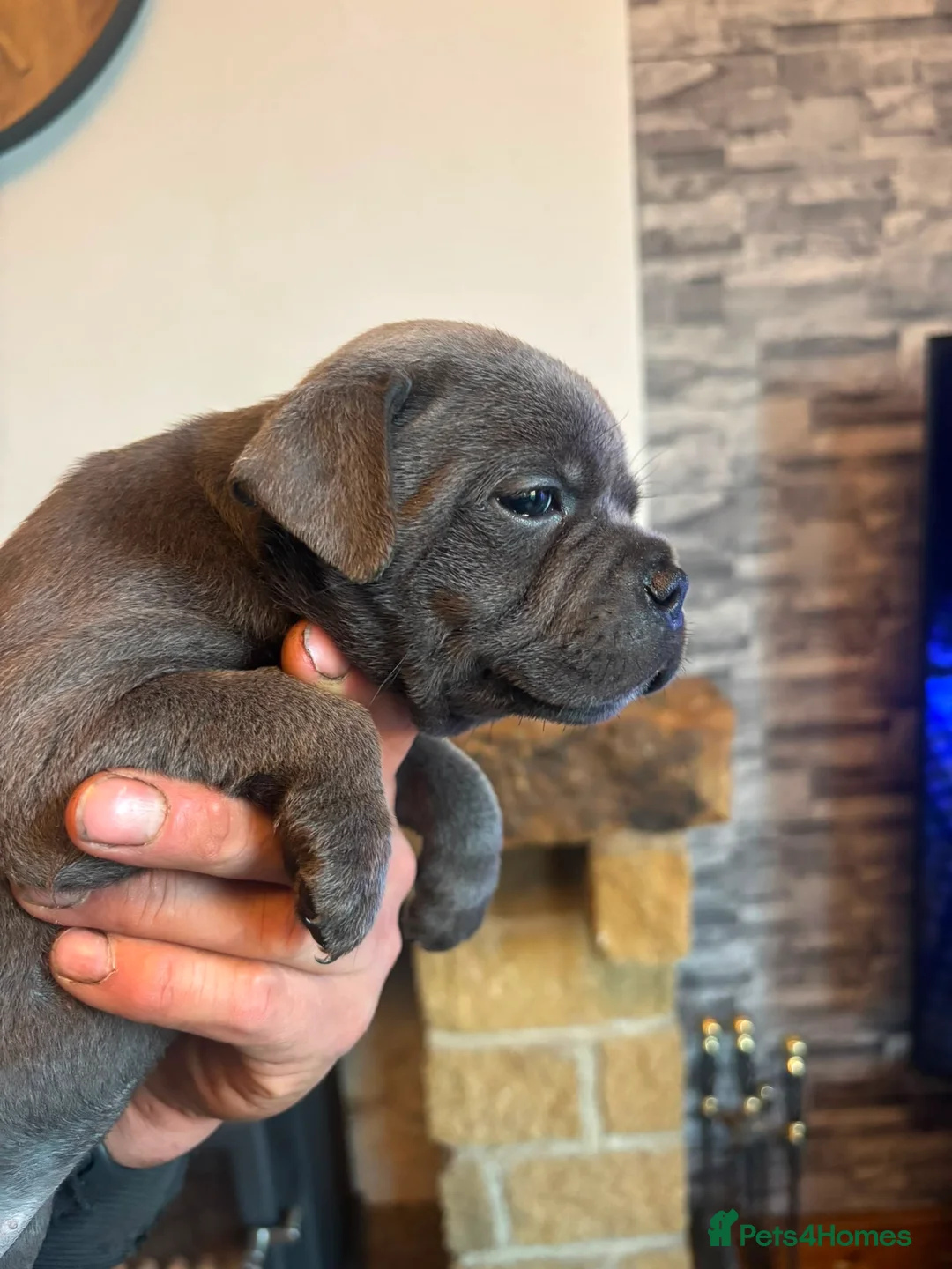 Staffordshire Bull Terrier dogs for stud: Highly health tested blue Stafford stud - Advert 13
