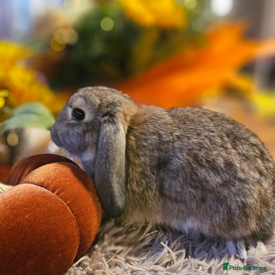 French Lop rabbits for sale: Rabbits for Sale males  - Advert 5