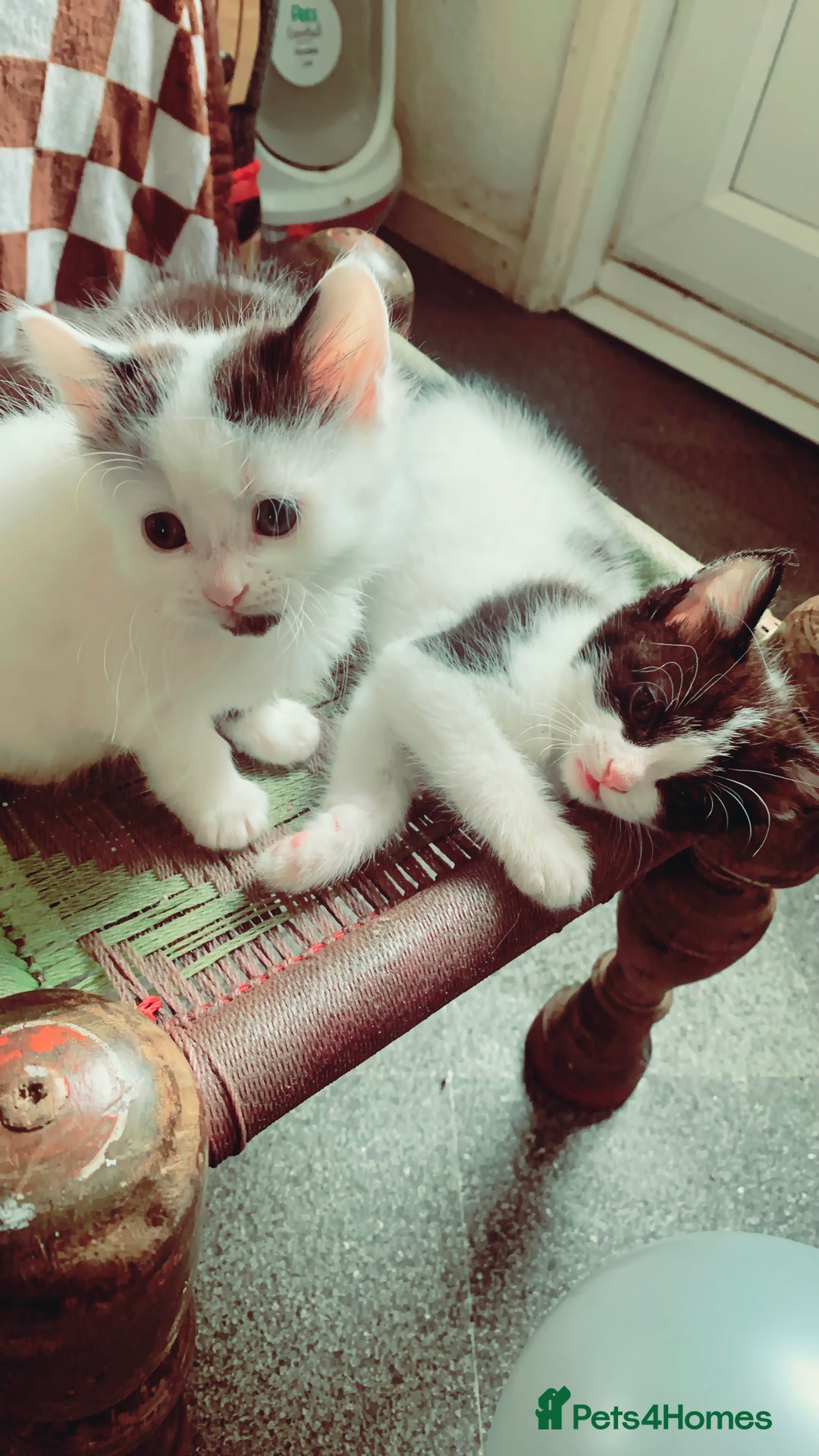 Mixed Breed cats for sale: Lovely kitten Are looking for Loving home - Image 4