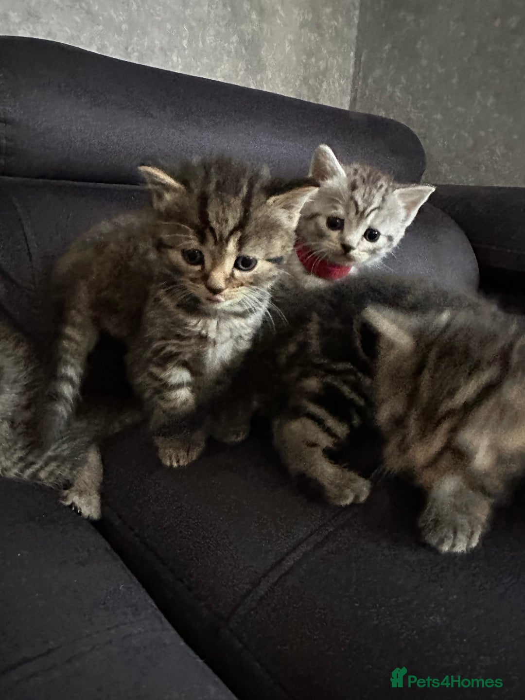 Scottish Fold cats for sale: Scottish fold/straight - Image 5