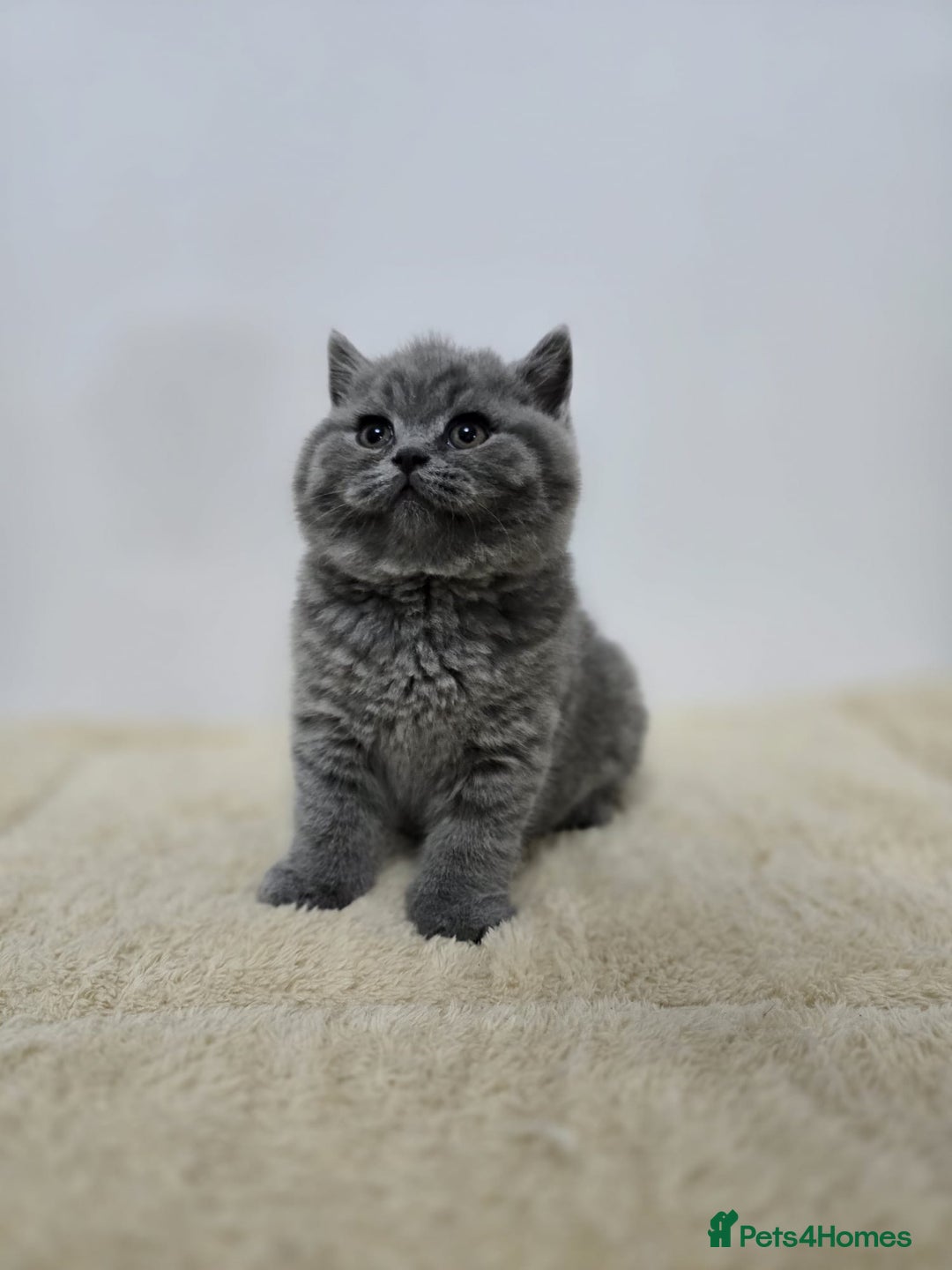 British Shorthair cats for sale: Gorgeous British Shorthair & Longhair Kittens - Advert 7