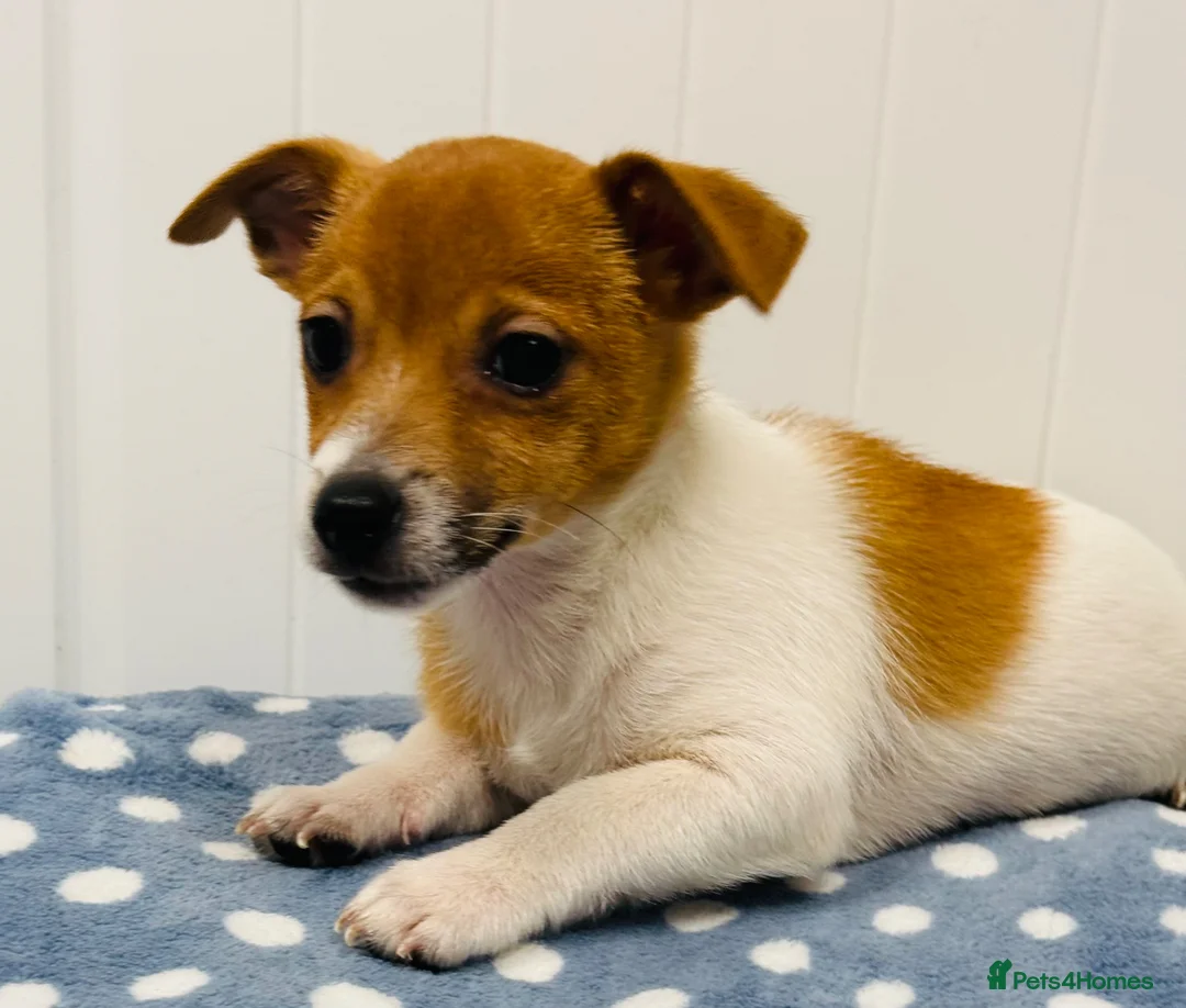 Jack Russell dogs for sale: Miniature Jack Russell puppies in Hamilton - Advert 1