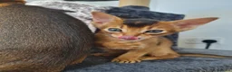Abyssinian cats for sale: LAST TWO BOYS,champion line Abyssinian kittens🎖 - Advert 24