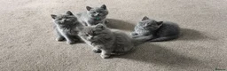 British Shorthair cats for sale: READY, Beautiful British Short/Long hair kittens - Advert 7