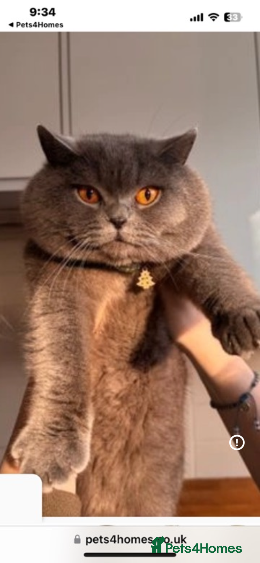 British Shorthair cats for sale: Gorgeous BSH/Himalayan - Image 15