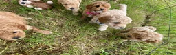 Cockapoo dogs for sale: From Our Home to Yours–Puppies Waiting for You in Cardiff - Advert 5