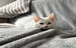 Maine Coon cats for sale: Maine Coon Kittens TICA Registered Cattery  - Image 13