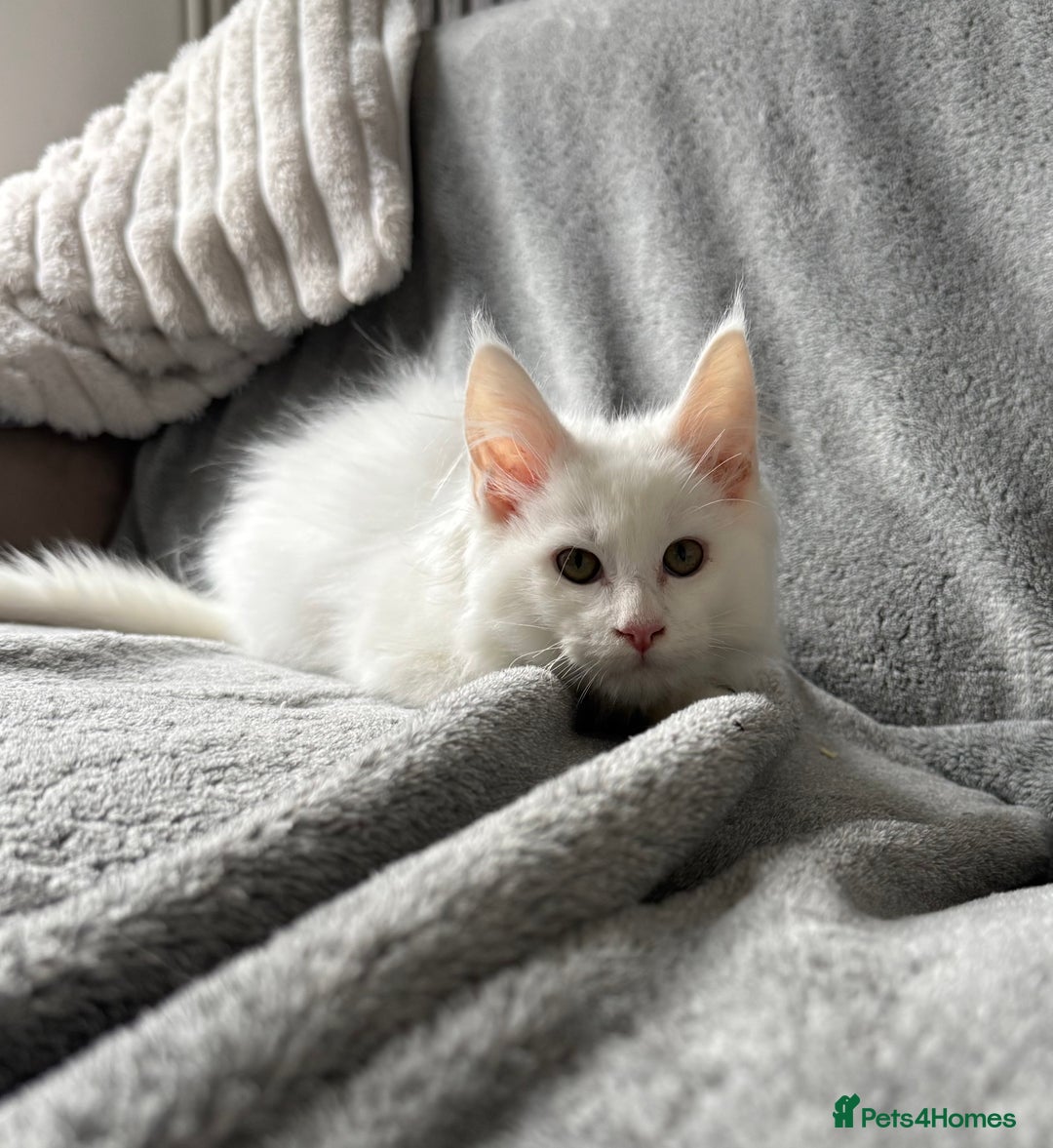 Maine Coon cats for sale: Maine Coon Kittens TICA Registered Cattery  - Image 13