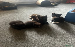 British Shorthair cats for sale: 4 x beautiful kittens available  - Image 2