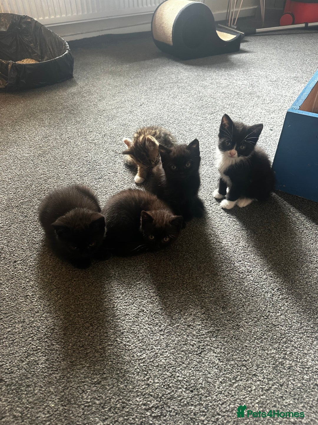 British Shorthair cats for sale: 4 x beautiful kittens available  - Image 2