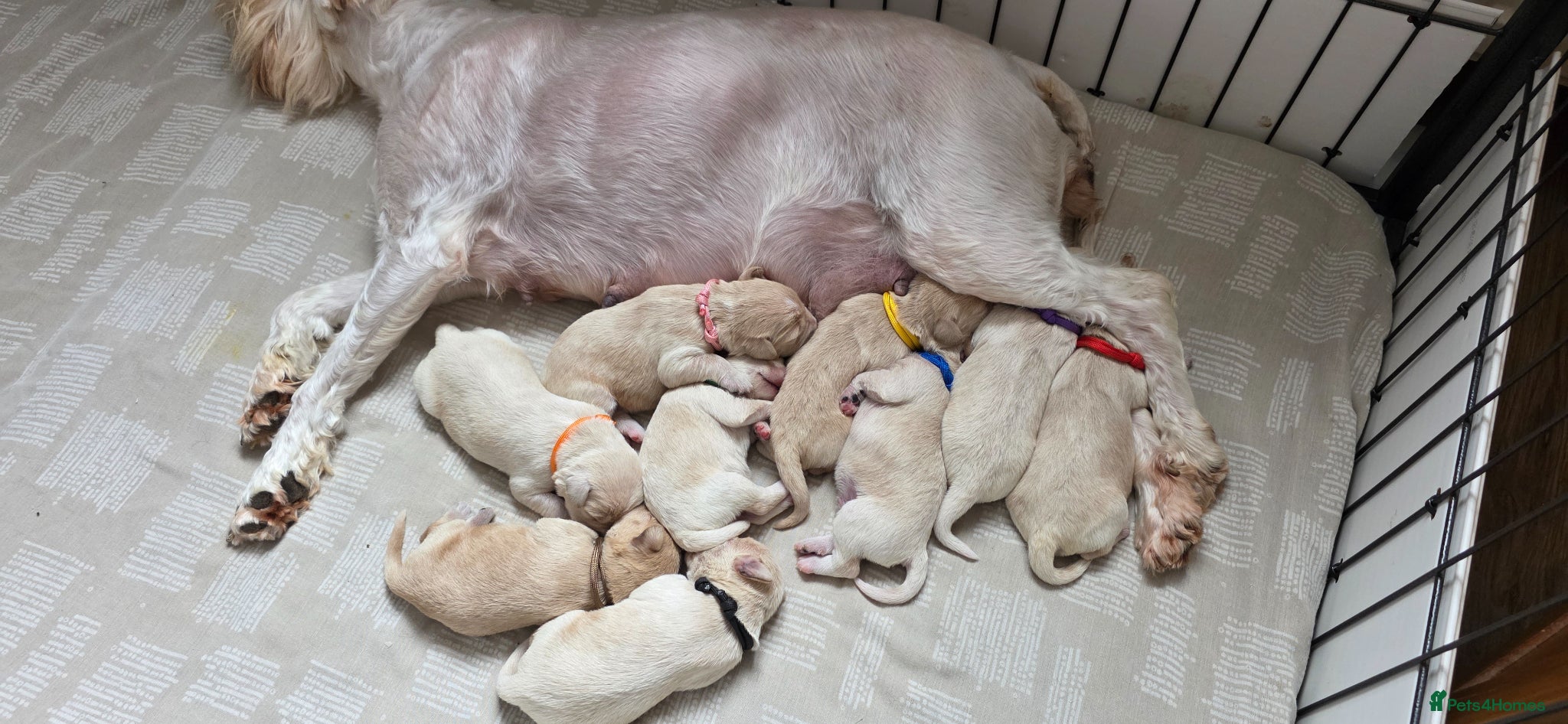 Schnoodle dogs Beautiful Schnoodles  - Advert 1