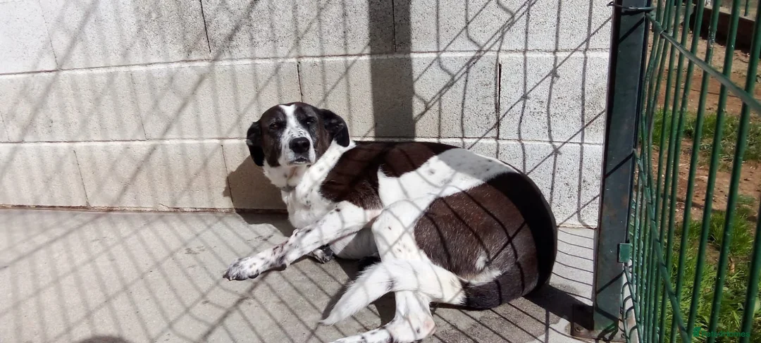 Mixed Breed dogs for adoption: Lula, a spanish mastif - pointer cross  in Barnoldswick - Advert 2
