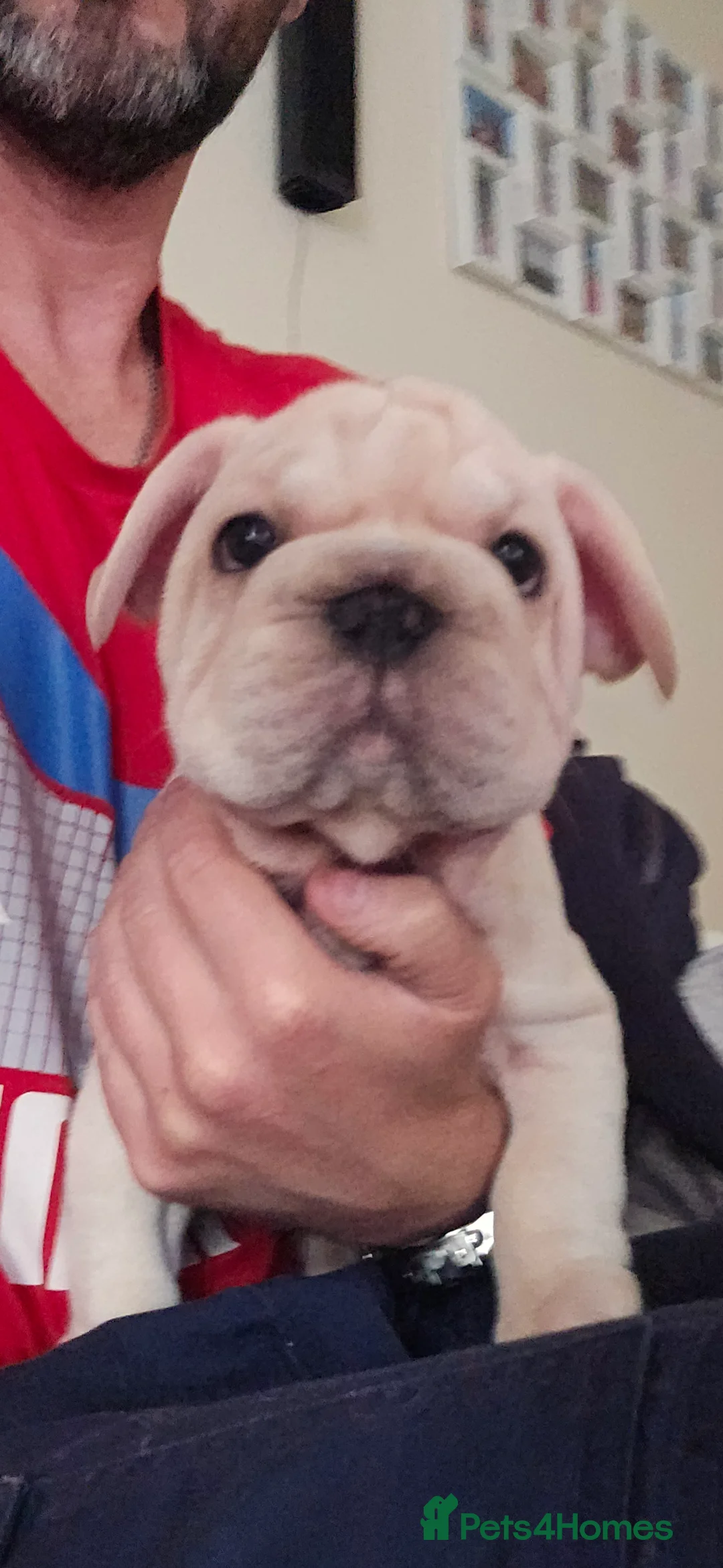 French Bulldog dogs for sale: French Bulldog  in Liverpool - Advert 2