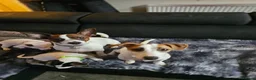 Jack Russell dogs for sale: Jack russel puppies in Leeds - Advert 25