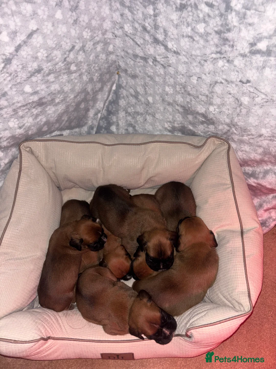 Boxer dogs for sale: 8 beautiful Boxer puppies - Advert 6