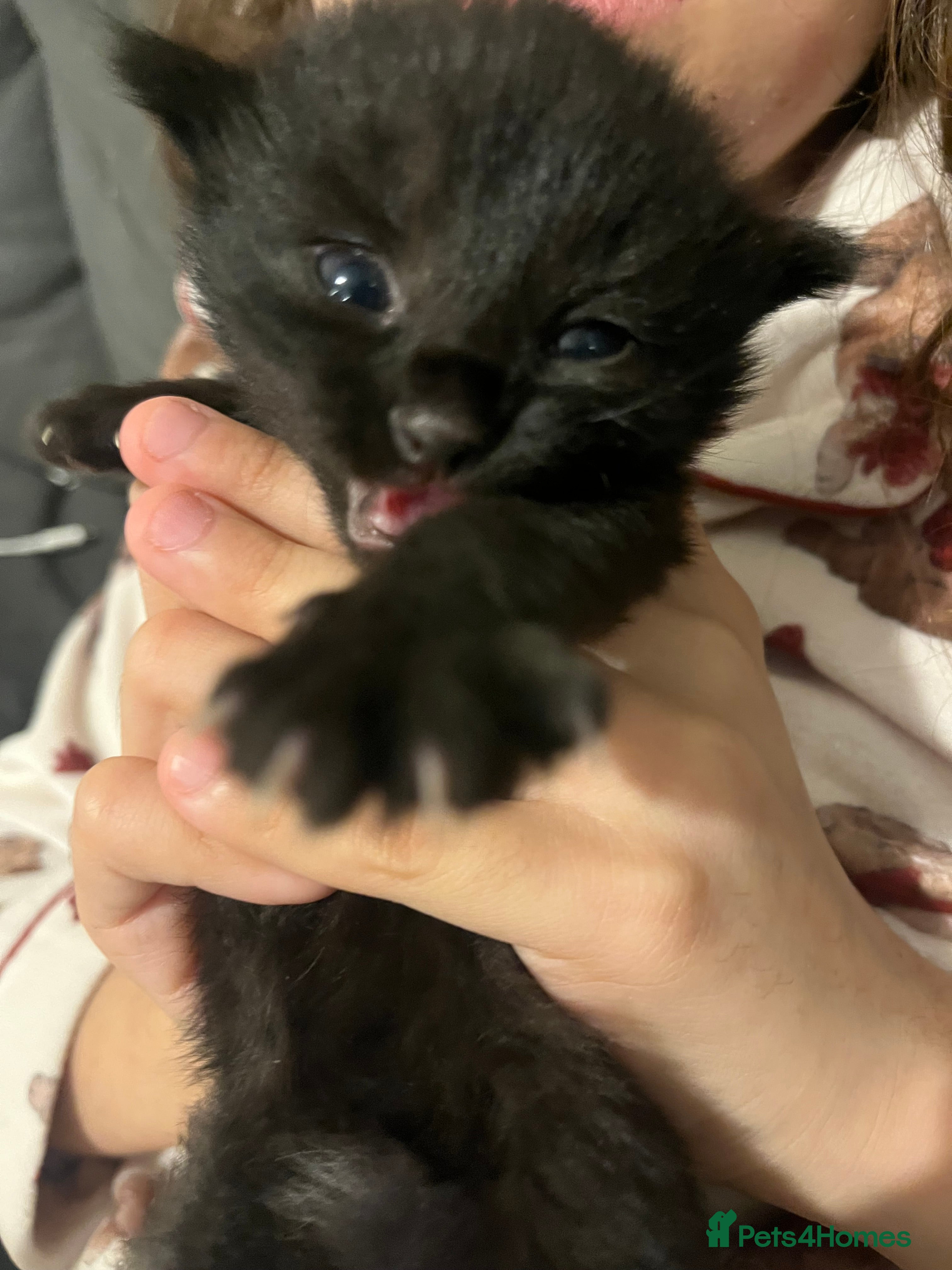 Mixed Breed cats Persian X kittens - Advert 9