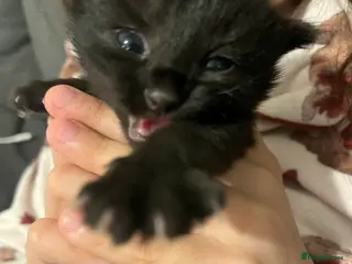 Mixed Breed cats Persian X kittens - Advert 9