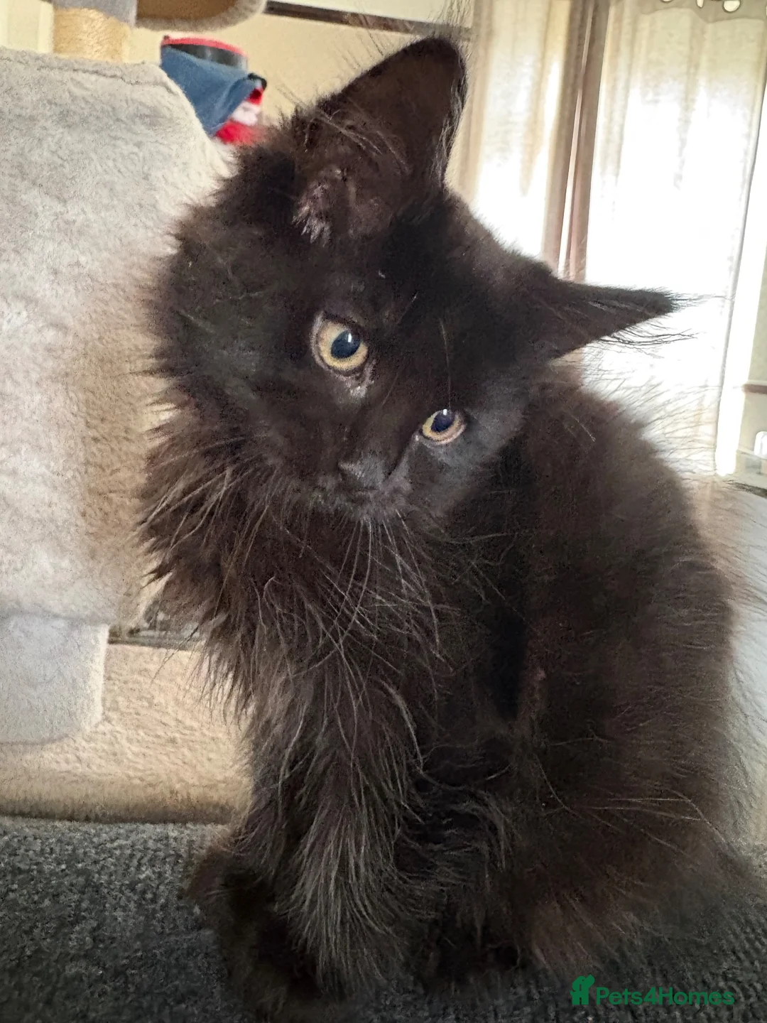 Ragcoon cats for sale: Ragcoon - Advert 1