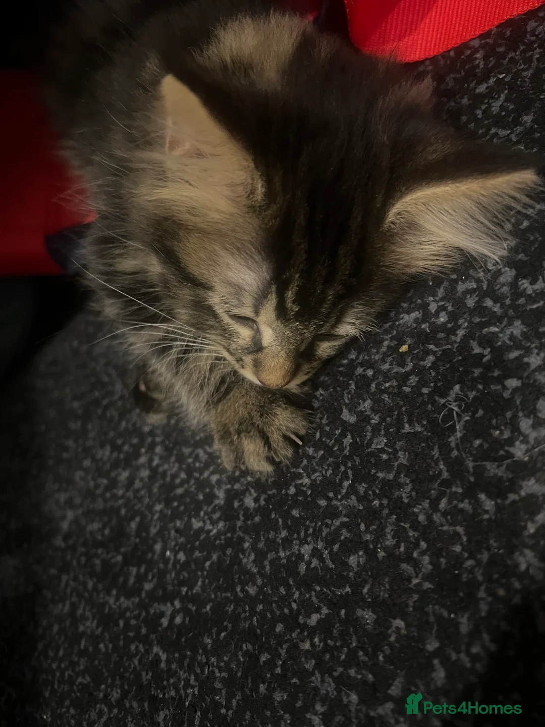 Bengal cats for sale: Half Bengal X Half Maine Coon for sale  - Advert 9