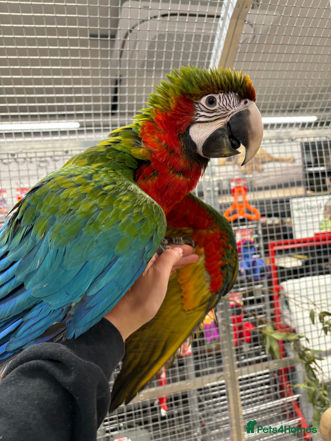 Macaws birds for sale: Gorgeous Harlequin baby handreared macaw - Image 4