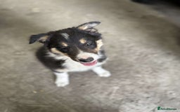 Border Collie dogs for sale: 2 female border collies puppies - Image 7