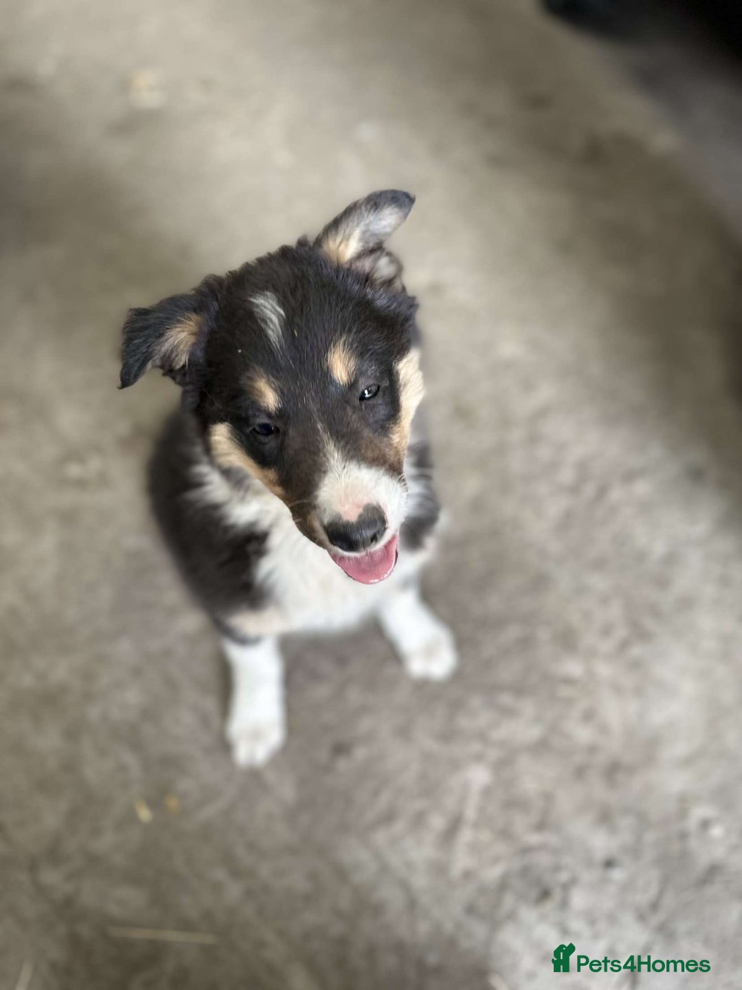 Border Collie dogs for sale: 2 female border collies puppies - Image 7