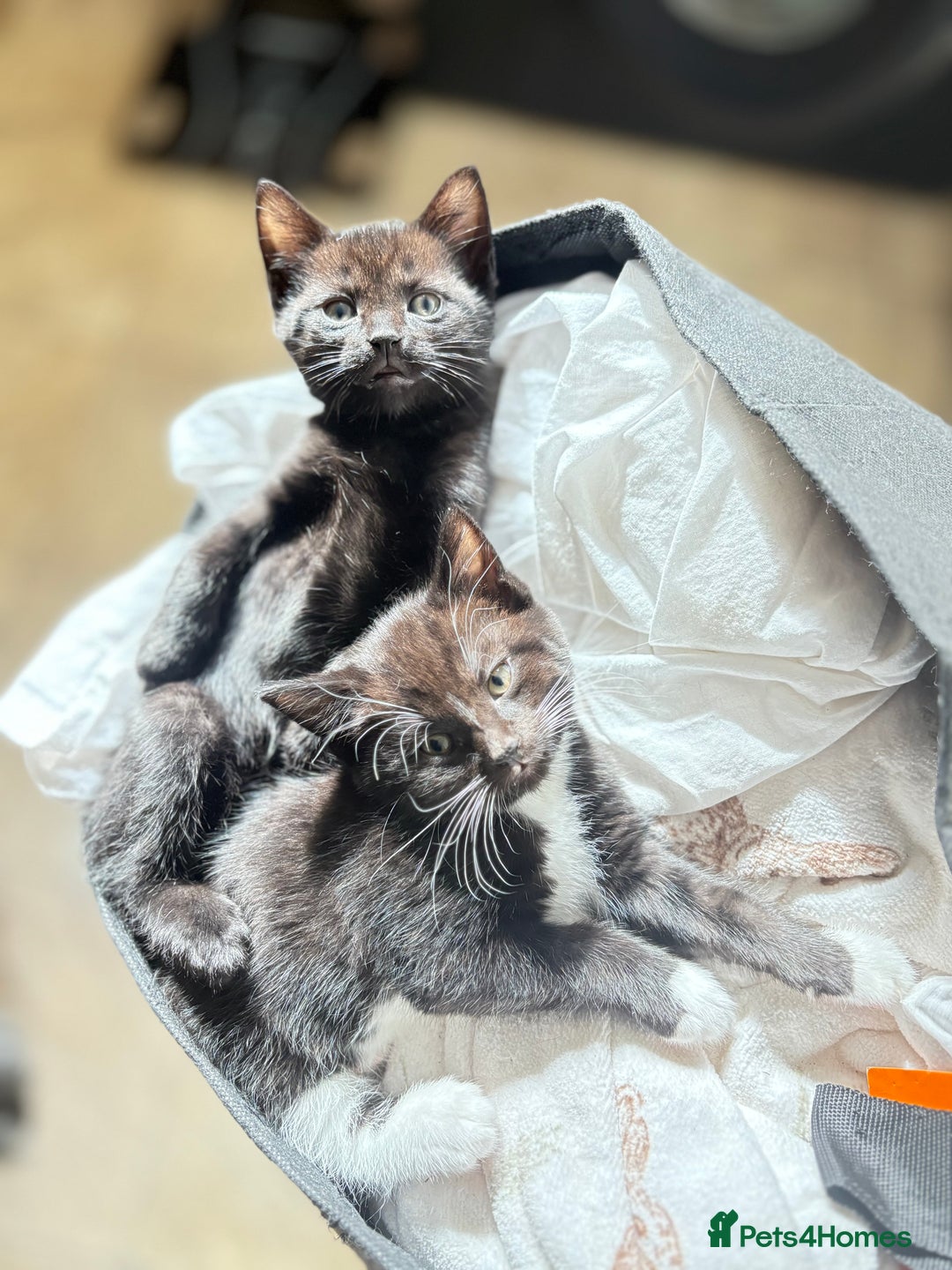 Domestic Shorthair cats for sale: Beautiful all black female kitten ready to leave - Image 4