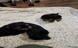 Yorkshire Terrier dogs for sale: 1 Male , Miniature Yorkshire  in Manchester - Image 14