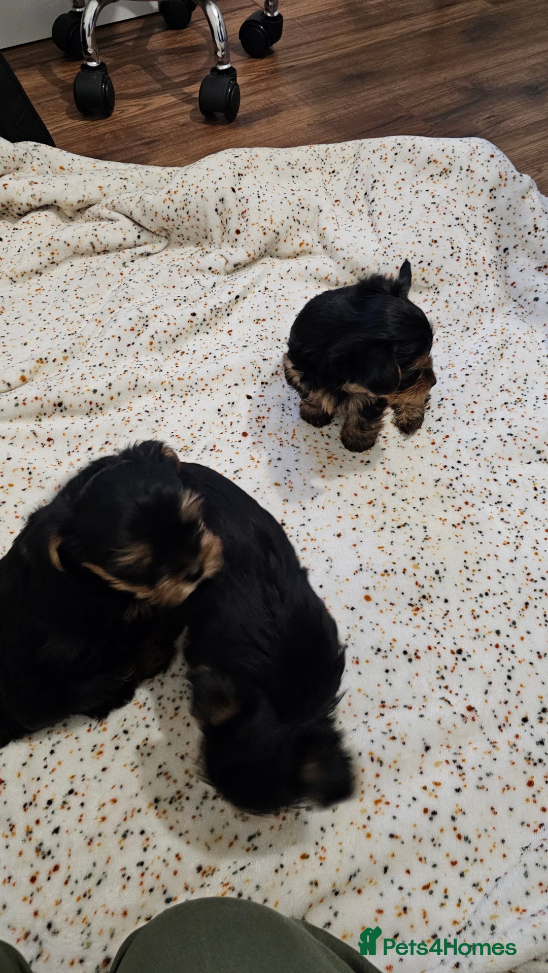 Yorkshire Terrier dogs for sale: 1 Male , Miniature Yorkshire  in Manchester - Image 14