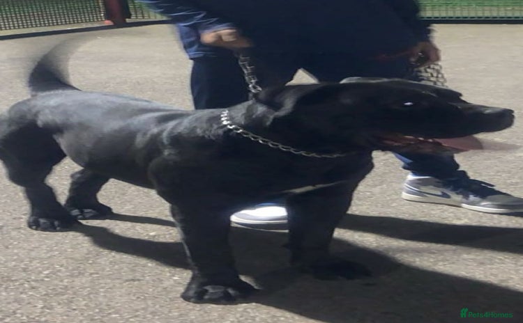 Cane Corso dogs - Advert 1