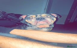 Olde English Bulldogge dogs for sale: Dog looking for a new home - Image 1