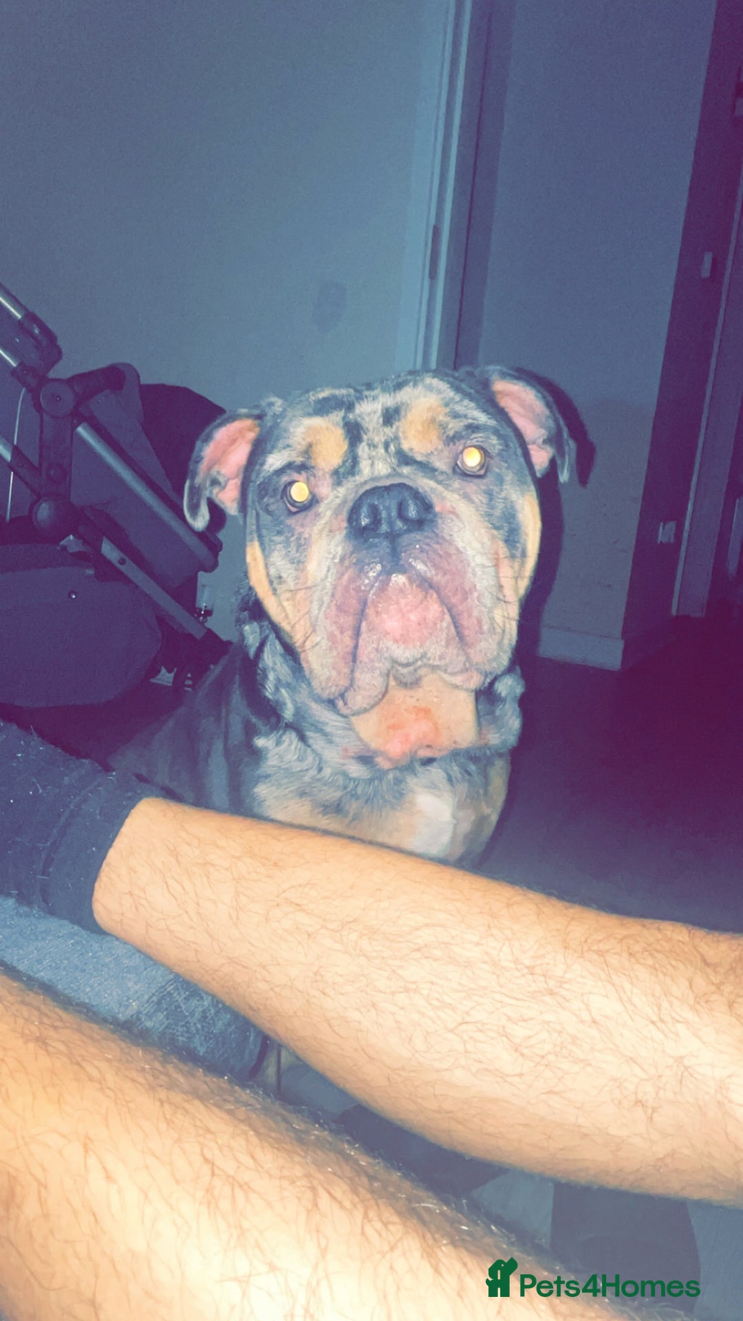 Olde English Bulldogge dogs for sale: Dog looking for a new home - Image 1