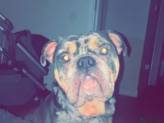 Olde English Bulldogge dogs Dog looking for a new home - Advert 6