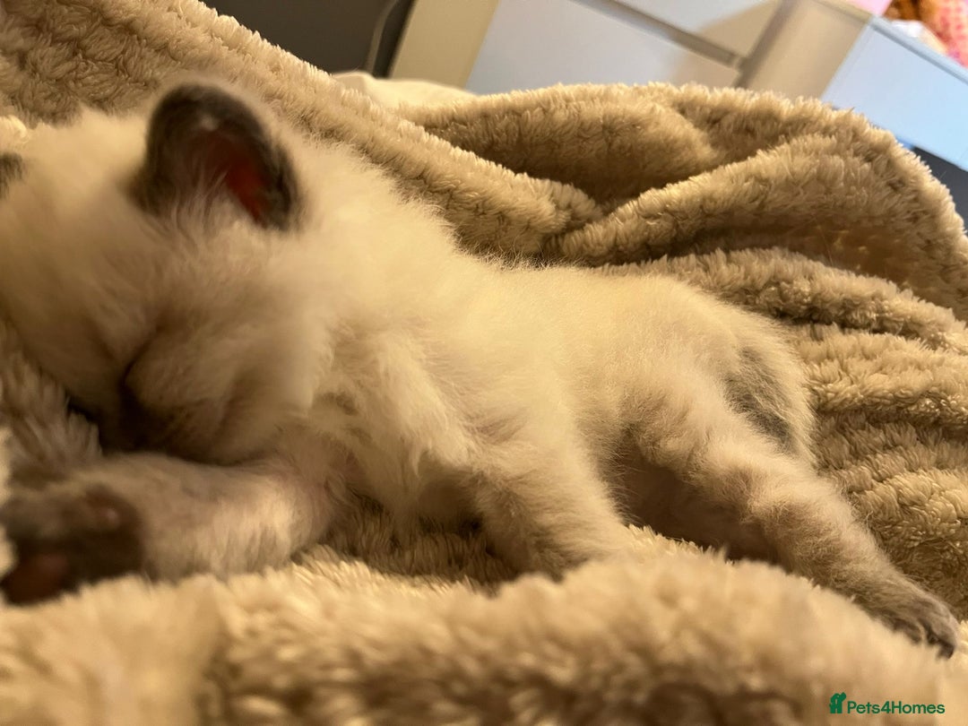 Ragdoll cats for sale: Ragdoll kittens  - Image 9