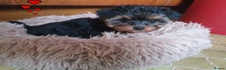 Yorkshire Terrier dogs for sale: Yorkshire terrier puppies 2 girls  - Advert 24