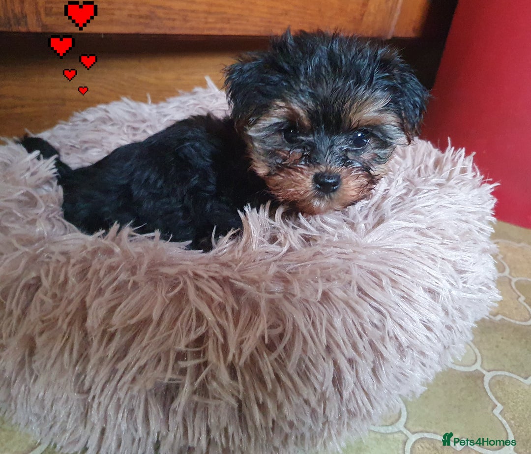 Yorkshire Terrier dogs for sale: Yorkshire terrier puppies 2 girls  - Advert 24