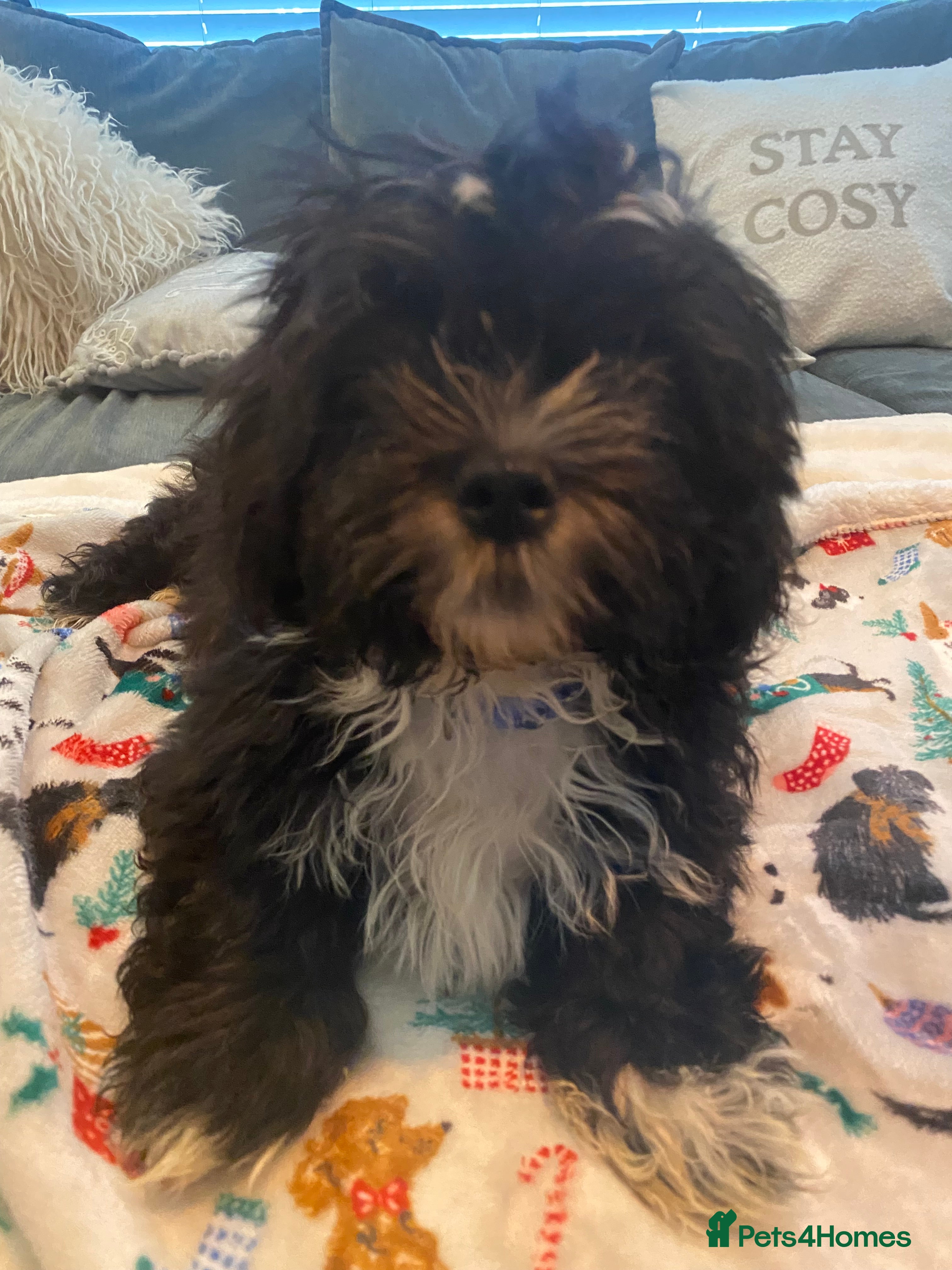 Mixed Breed dogs Maltese x La Chon puppies  - Advert 13