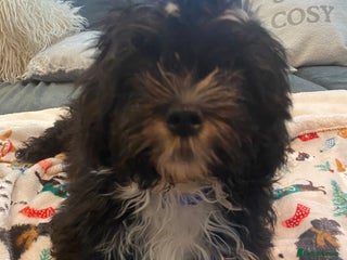 Mixed Breed dogs Maltese x La Chon puppies - Advert 17