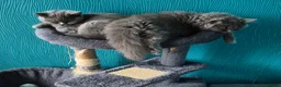 British Shorthair cats for sale: Brish Blue/Grey kittens❤️ in Wolverhampton - Advert 5