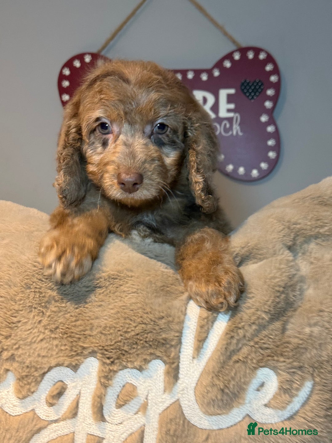 Cockapoo dogs for sale: F1B Cockapoo’s fully vaccinated  - Advert 10