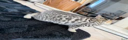 Bengal cats for sale: Beautiful x bengals ready to be rehomed - Advert 15