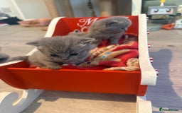 British Shorthair cats for sale: British blue shorthair kittens - Image 3