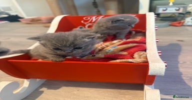 British Shorthair cats - Advert 15