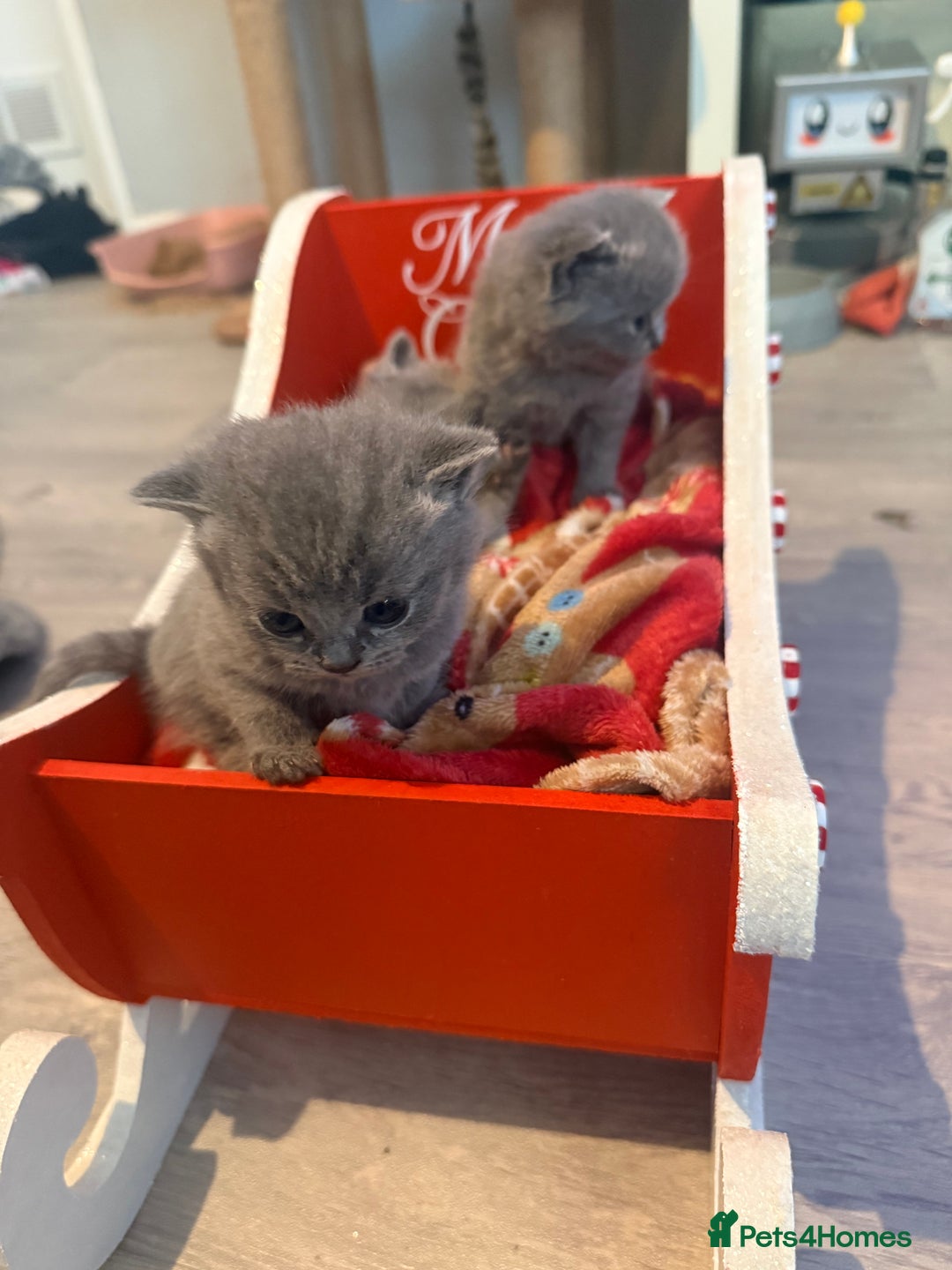 British Shorthair cats for sale: British blue shorthair kittens - Image 3